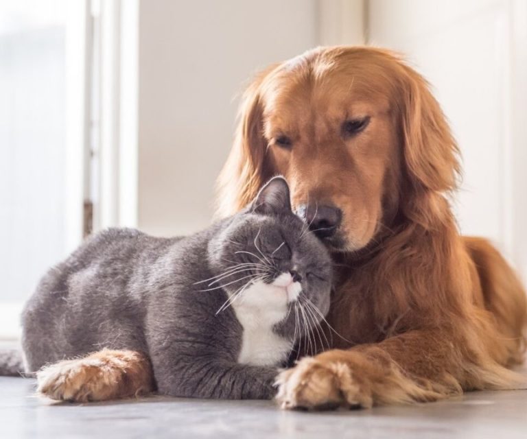 Kedi ve köpeğinizin birbirini sevmesini sağlamanın yolları Uplifers