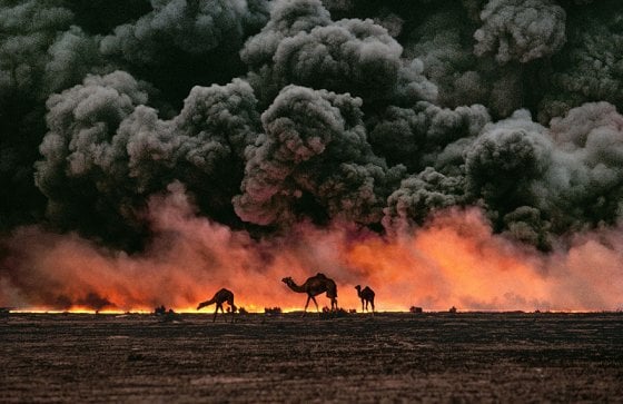 Camel and oil fields, Kuwait, 1991