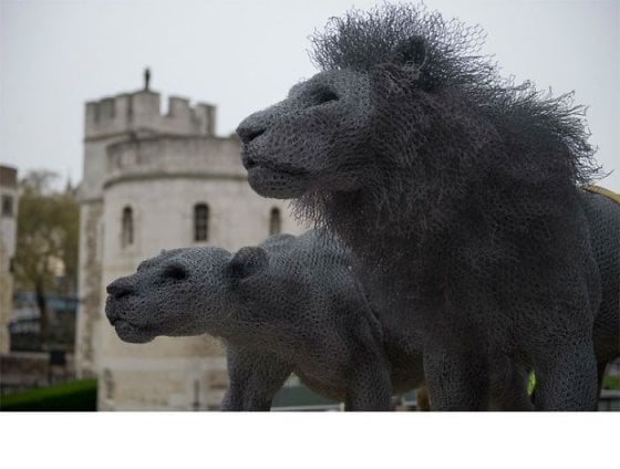 #19 Lions, Tower Of London (kendra Haste)