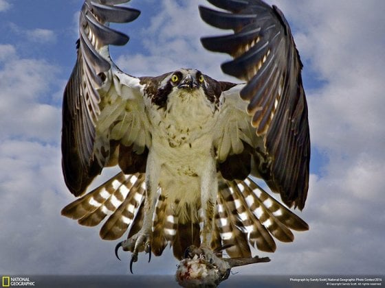 Bringing Home Breakfast (St. Petersburg, Florida, USA, Nature Category)