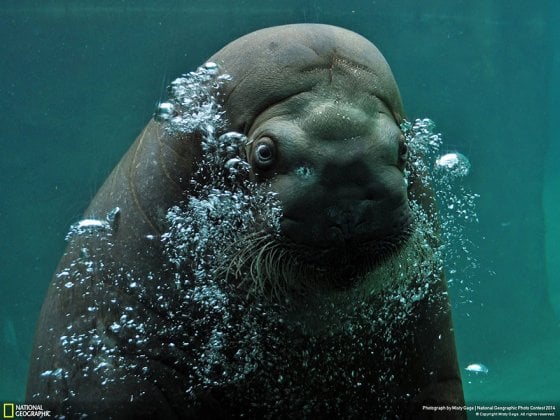 Hello (Point Defiance Zoo, Tacoma, WA, United States, Nature Category)