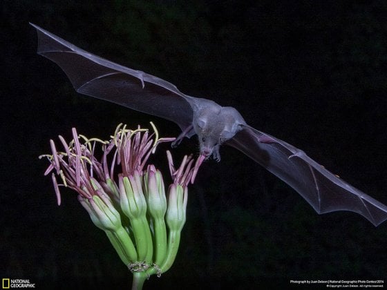 Mexican Long Nosed Bat (Elephant Head in Southern Arizona, Nature Category)