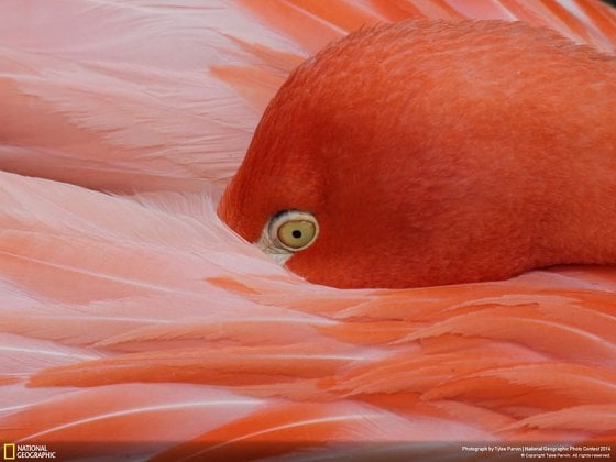 Mezmorized by Grace (Birminghan Zoo, Birmingham Alabama, Nature Category)