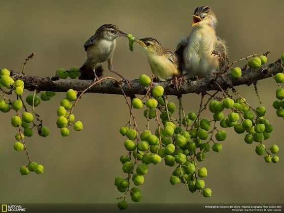 Mom’s Love (Jakarta, Nature Category)