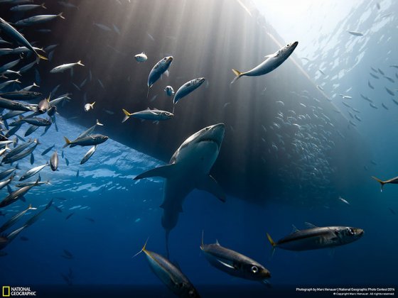 The Lord of The Ocean (Guadalupe Island, Mexico, Nature Category)