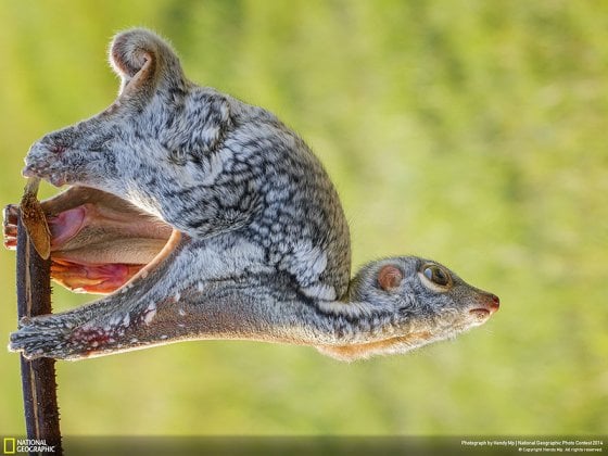 Warming Up (Sambas, West Kalimantan, Indonesia, Nature Category)